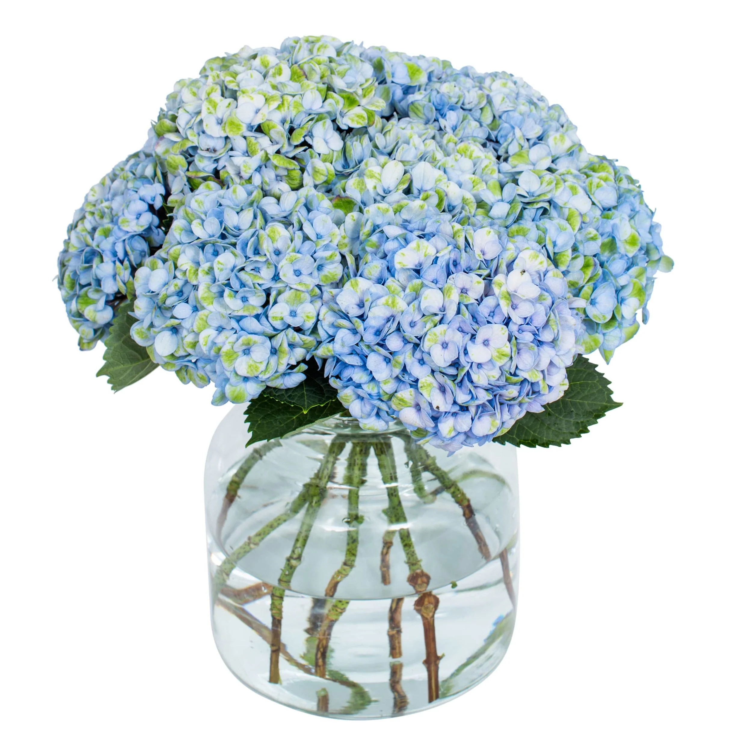 Subscription Flowers - Hydrangea - Image 5