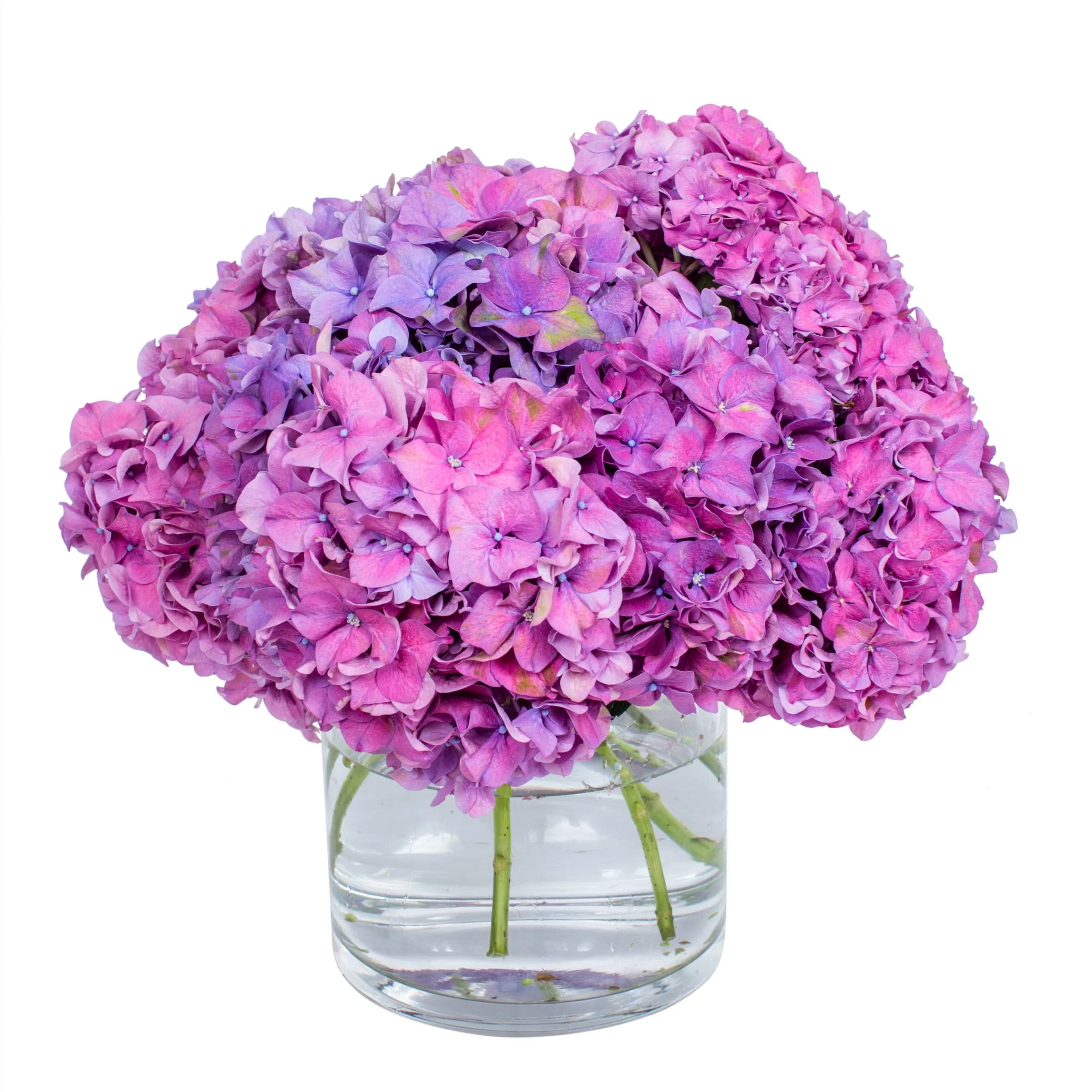 Subscription Flowers - Hydrangea - Image 6