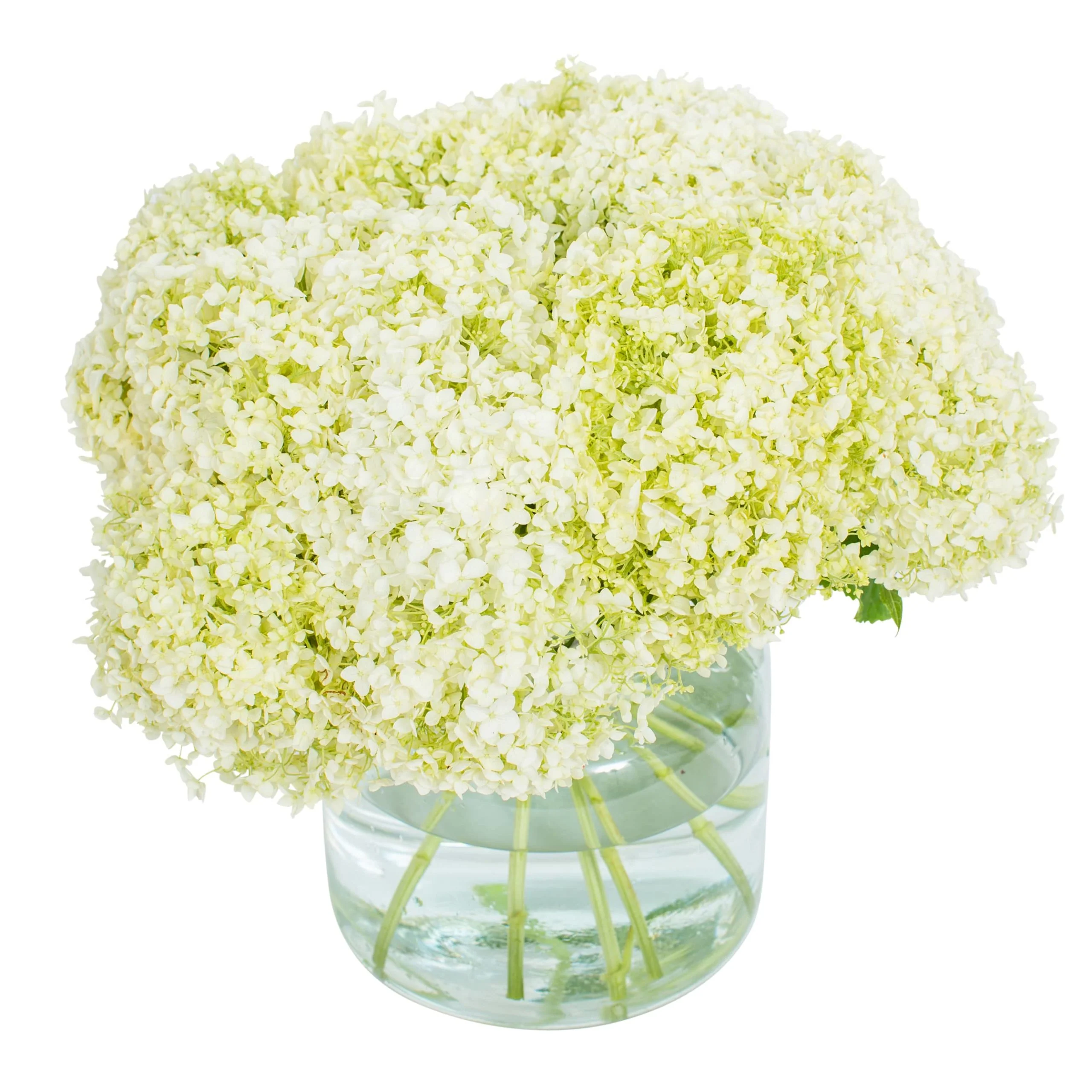 Subscription Flowers - Hydrangea - Image 7