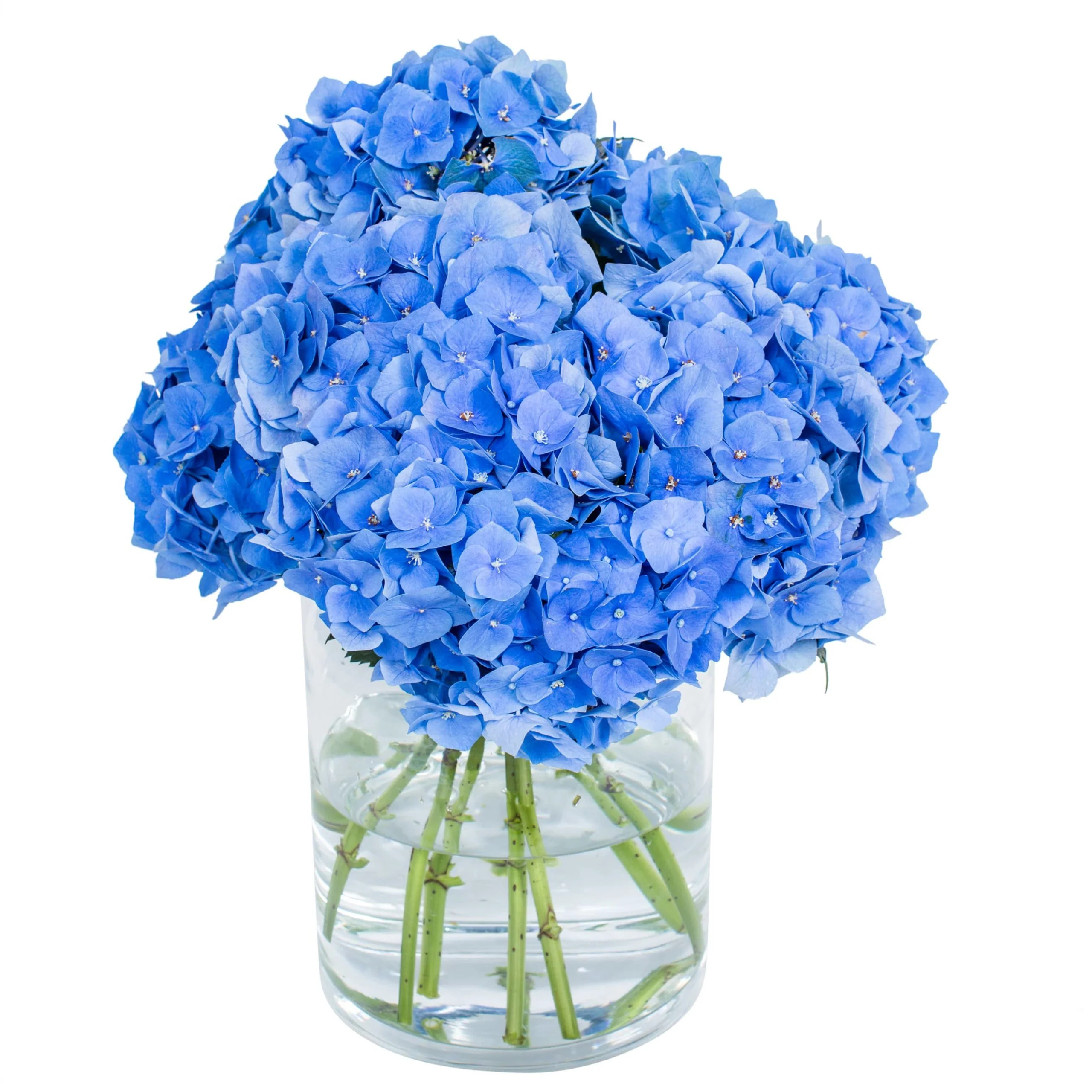 Subscription Flowers - Hydrangea - Image 8