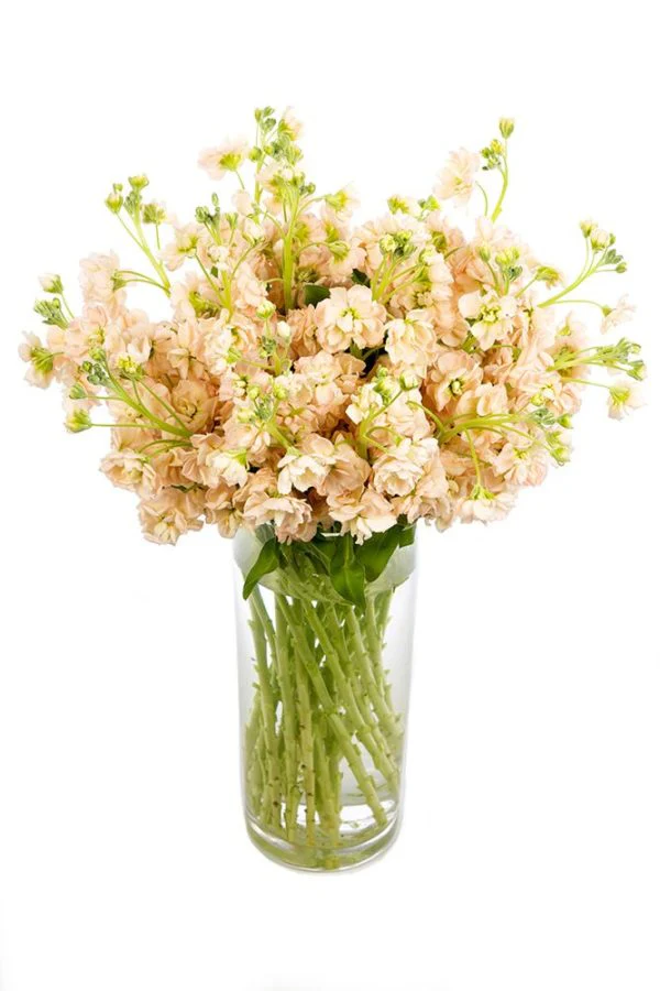 Subscription Flowers - Stocks - Image 7