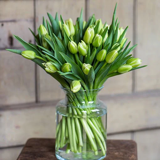 Tulips - Cream - Image 3