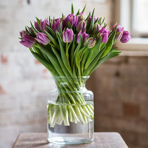 Tulips - Double - Lilac - Image 3