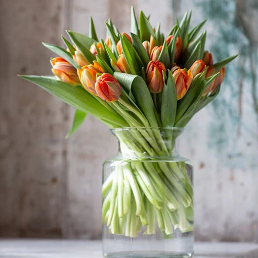 Tulips - Orange - Double - Image 3