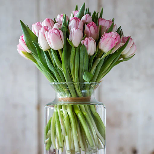 Tulips - Double - Pink & Cream - Image 3