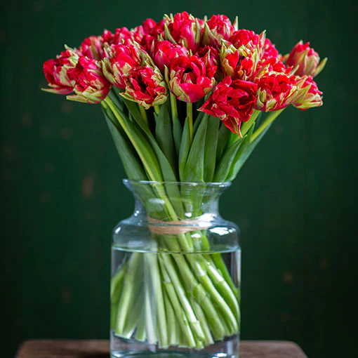 Tulips - Double - Red - Image 3