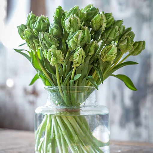 Tulips - Double - White & Green - Image 3