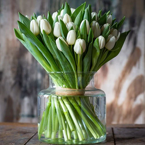 Tulips - White - Image 3