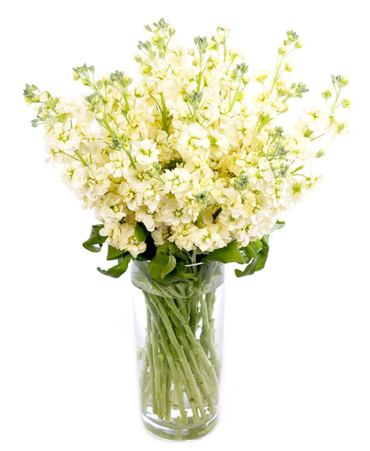 Subscription Flowers - White - Image 20