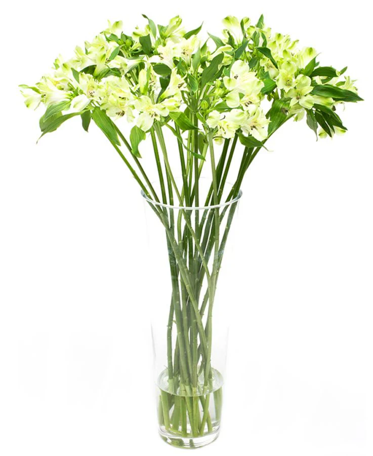 Subscription Flowers - White - Image 24