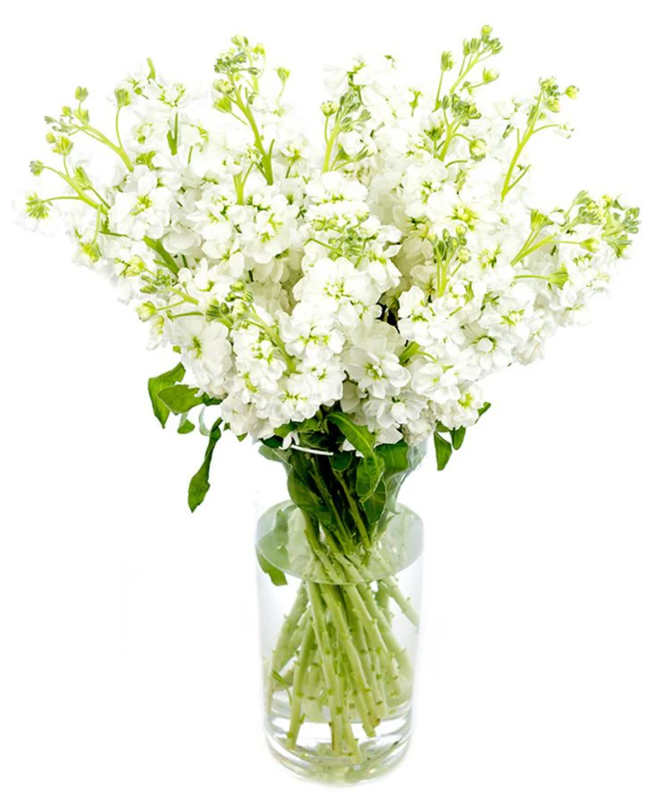 Subscription Flowers - White - Image 6
