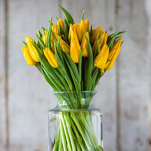 Tulips - Yellow - Image 3