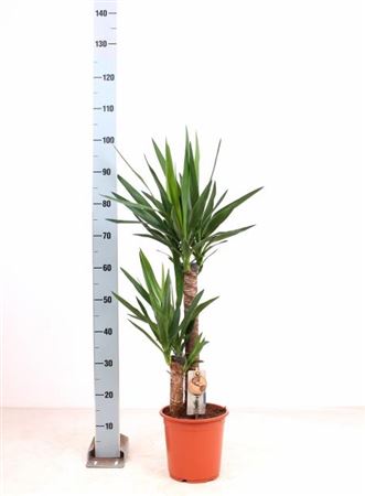 House Plants - Yucca - Two Plants Per Pot - Image 3