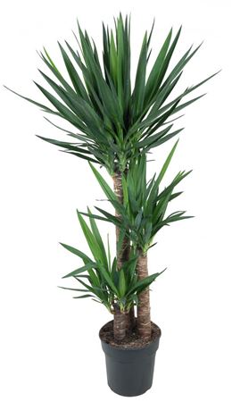 House Plants - Yucca - Two Plants Per Pot - Image 4