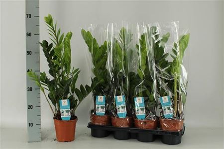 House Plants - Zamioculcas - Zamiifolia - Image 3
