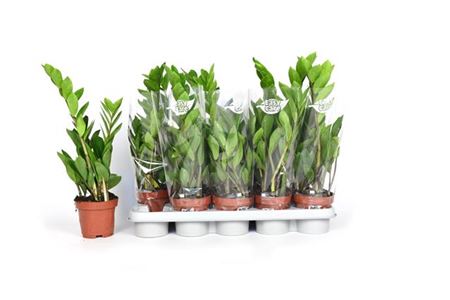House Plants - Zamioculcas - Zamiifolia - Image 4