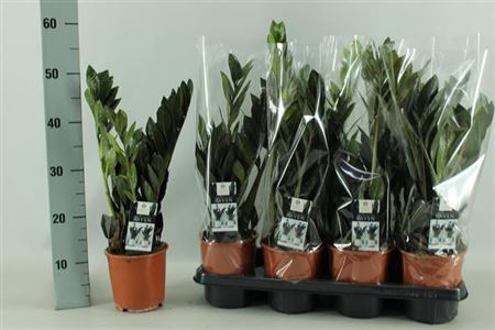 House Plants - Zamioculcas - Zamiifolia - Image 5